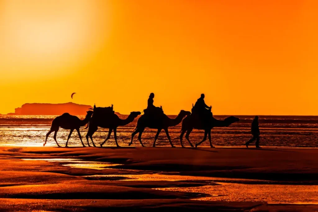 balade chameau Essaouira coucher du soleil