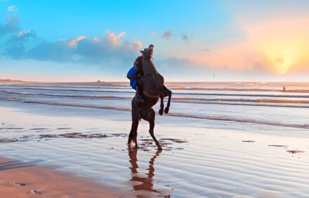 Balade à Cheval à Essaouira – Plage & Nature | Berber Stays